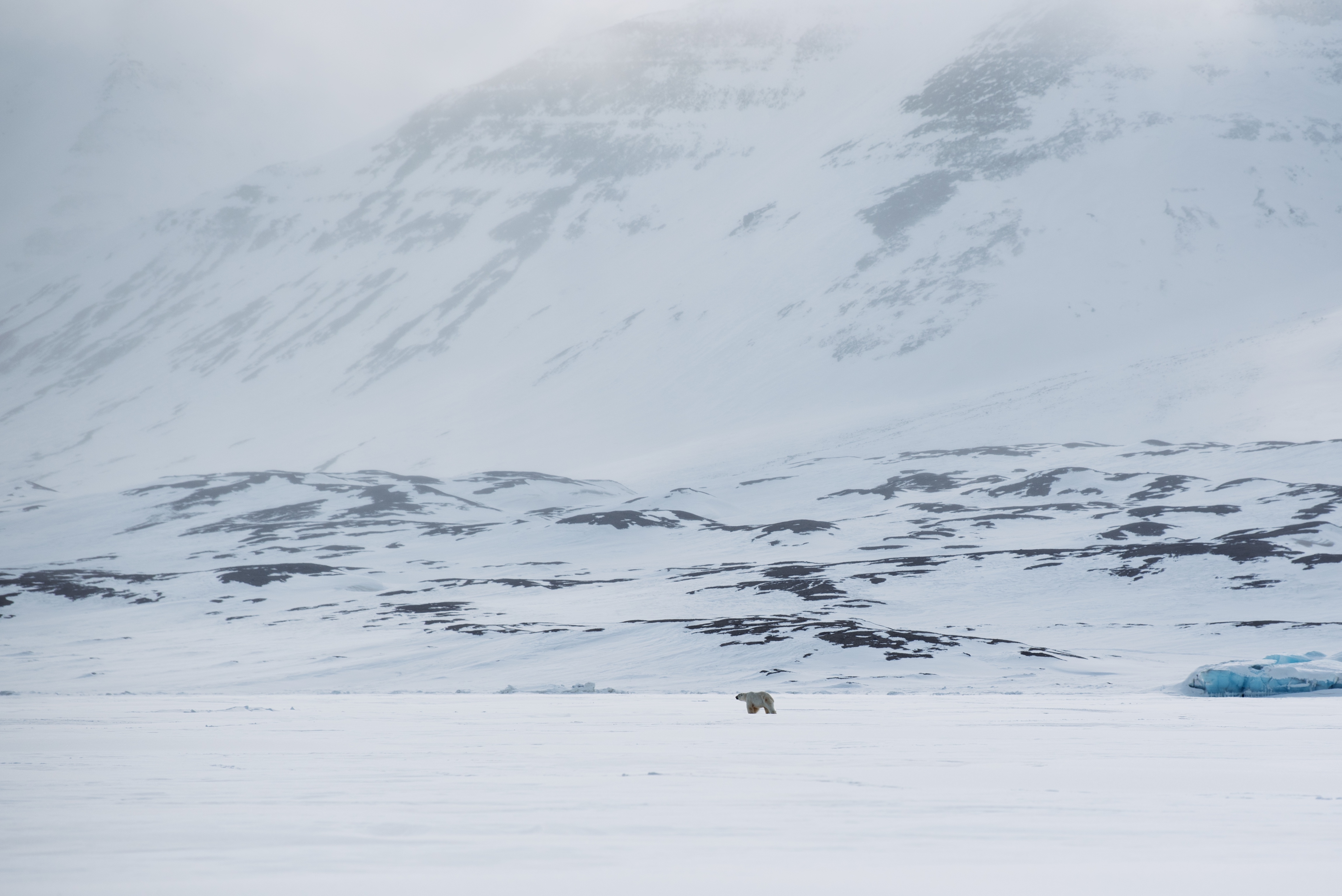 Snowmobile trip to Polar bear kingdom - East coast