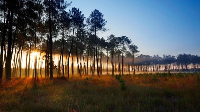1-foret-landes-640x360.jpg