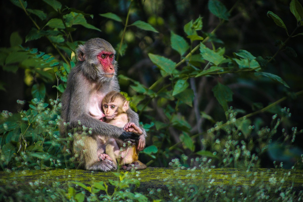 Ubud Monkey Forest