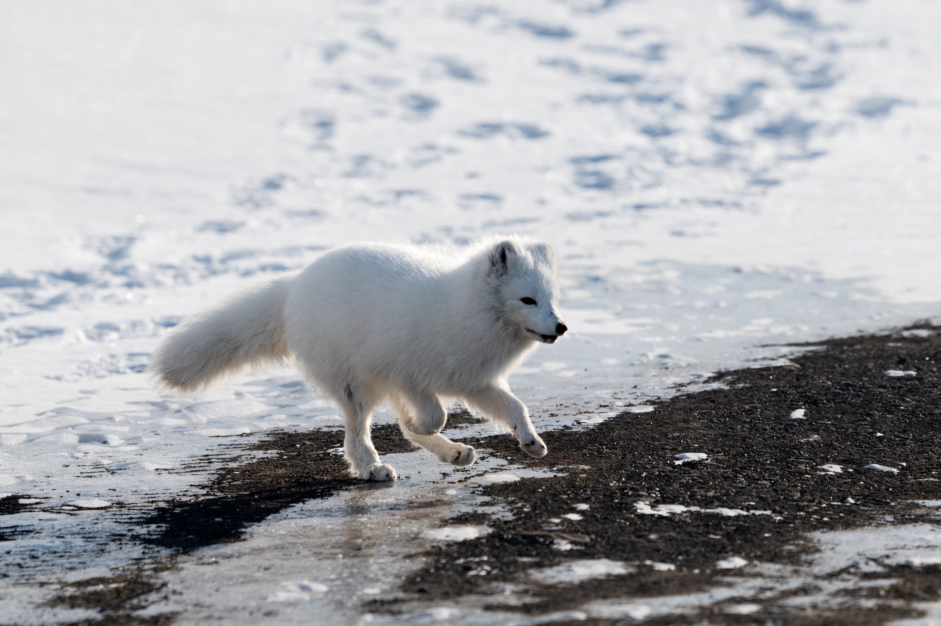 Nature & Wildlife walk in the valley of Bjorndalen