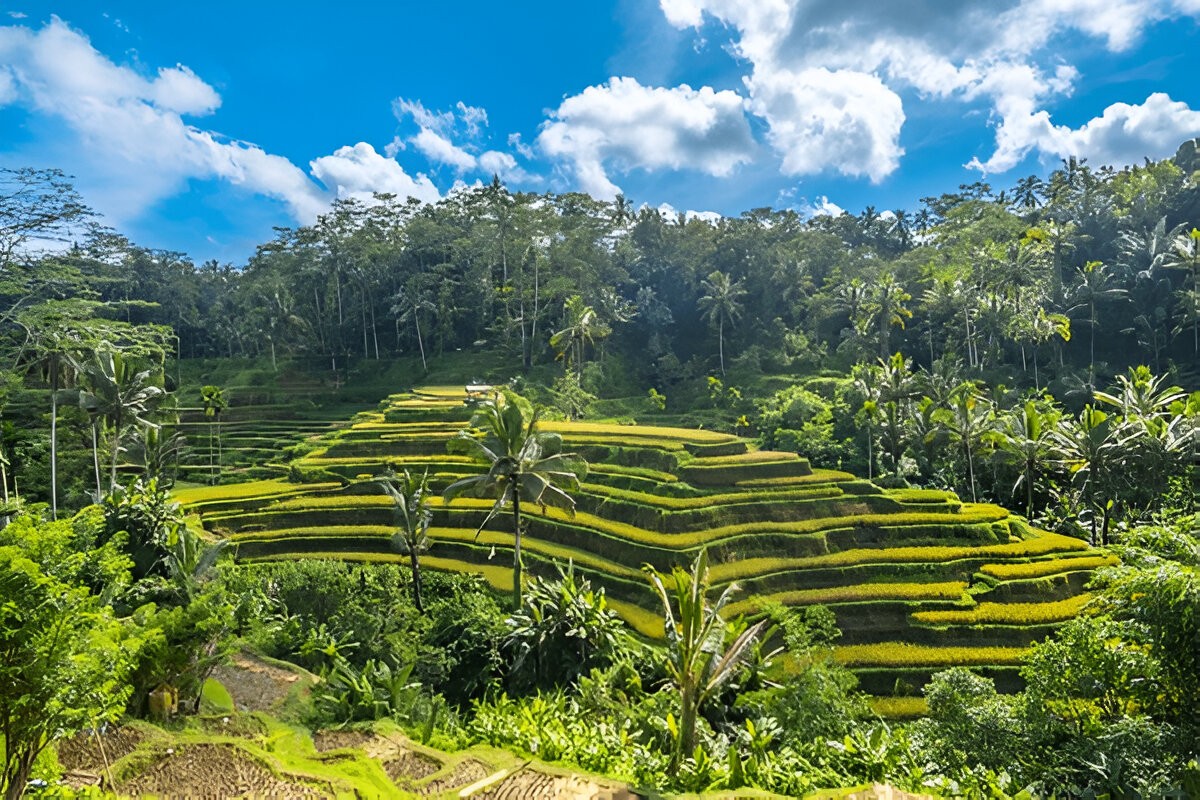 Tegalalang Rice Terraces
