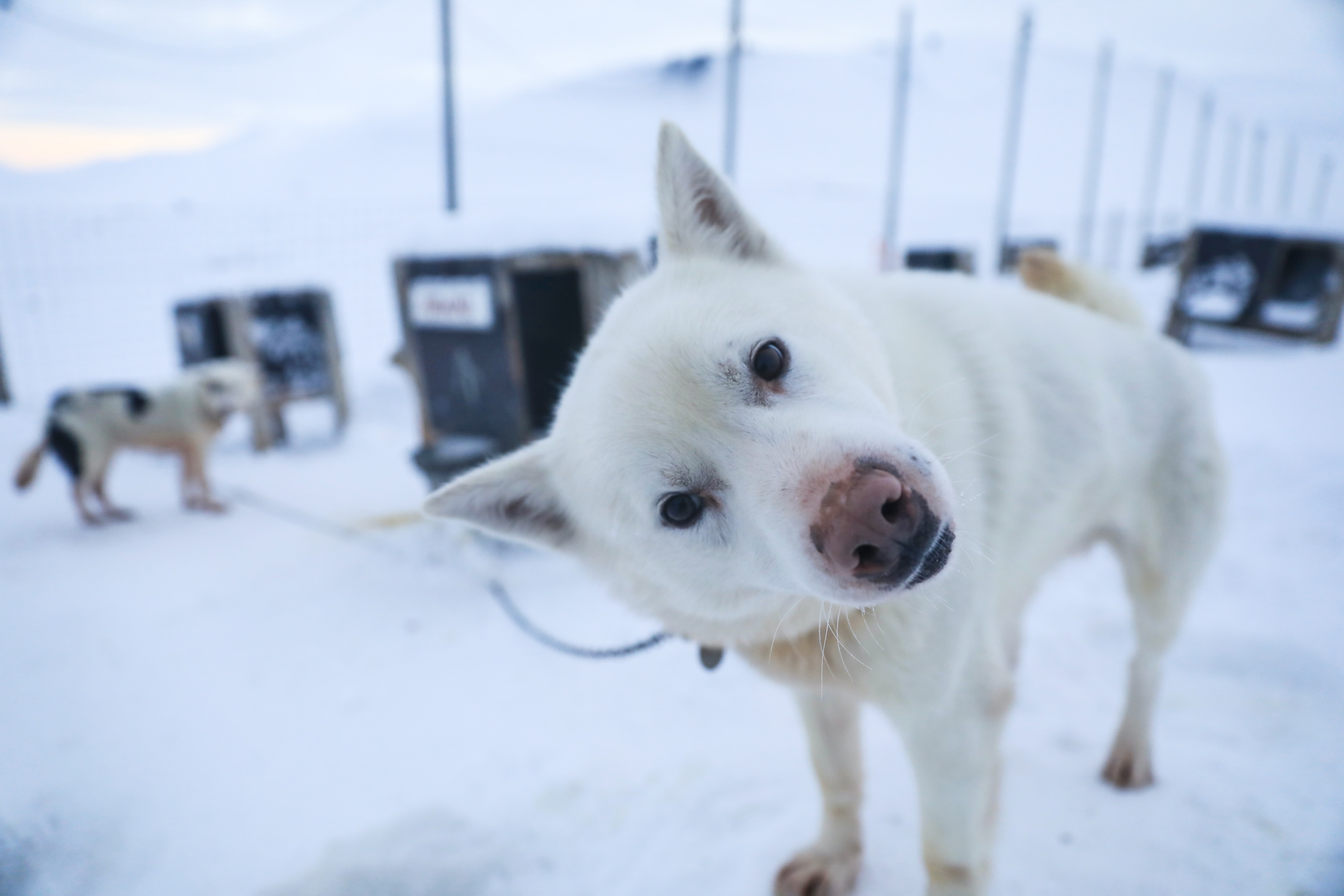 Husky expedition to ice cave